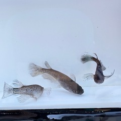 鰭長ブラックダイヤメダカの卵 