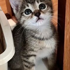 生後１カ月まりもちゃん里親募集