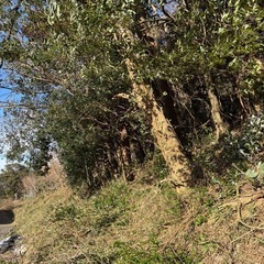 下刈り　薮の刈払い　茨城県　栃木県