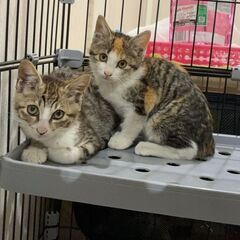 ☆クリクリお目目のとても可愛いサバトラ＆三毛猫女の子姉妹と美人マ...