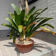 君子蘭⑤