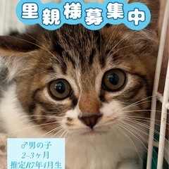2~3ヶ月 ♂ 凛々しい男の子です🐈