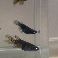 (決まりました)黒天幻龍ヒレ長ダルマ半ダルマ12匹+aの画像