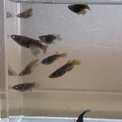 (決まりました)黒天幻龍ヒレ長ダルマ半ダルマ12匹+aの画像
