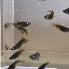 (決まりました)黒天幻龍ヒレ長ダルマ半ダルマ12匹+aの画像
