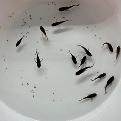 (決まりました)黒天幻龍ヒレ長ダルマ半ダルマ12匹+aの画像
