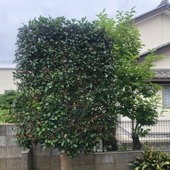 ✂️庭の草刈り、剪定、刈り込みお手伝いします！安い