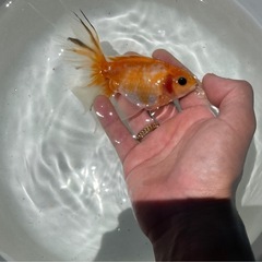金魚