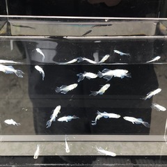 🐟メダカ販売いたします🐟