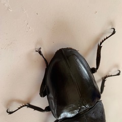 パラワンオオヒラタクワガタの画像