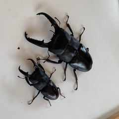 パラワンオオヒラタクワガタ