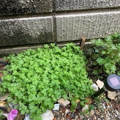 三つ葉の苗
