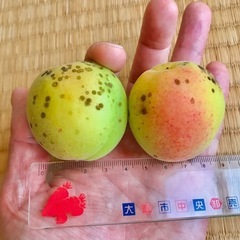 梅酒や梅ジュース、梅干し作りに青梅【南高梅】❣️
