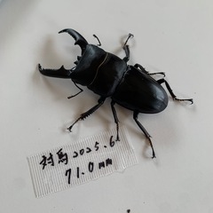対馬ヒラタクワガタ　ペア