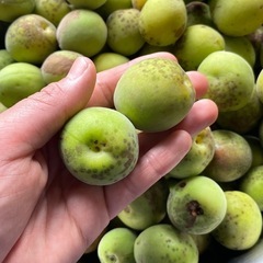 【訳あり】 青梅　梅仕事　梅ジャム　梅味噌の画像