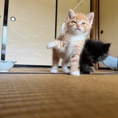 ※受付停止中※