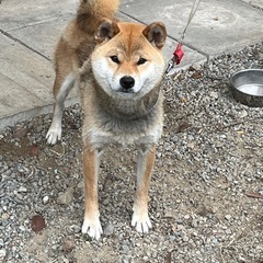 柴犬　女の子　1歳　血統書あり⚠️代理投稿⚠️