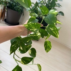 観葉植物 ポトス １個の画像