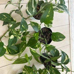 観葉植物 ポトス １個