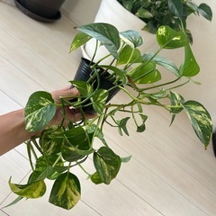 観葉植物 ポトス １個の画像