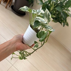 観葉植物 ポトス １個の画像