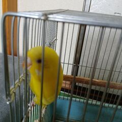 飼い主募集