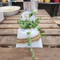 (お話し中)多肉植物グリーンネックレス缶英字
