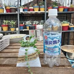 (お話し中)多肉植物グリーンネックレス缶英字の画像