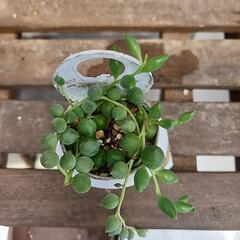 (お話し中)多肉植物グリーンネックレス缶英字の画像