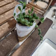 (お話し中)多肉植物グリーンネックレス缶英字の画像