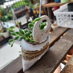 (お話し中)多肉植物グリーンネックレス缶英字の画像