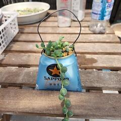 多肉植物グリーンネックレス缶黒ラベル