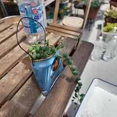 多肉植物グリーンネックレス缶黒ラベルの画像