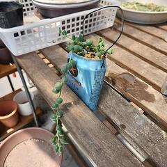 多肉植物グリーンネックレス缶黒ラベルの画像