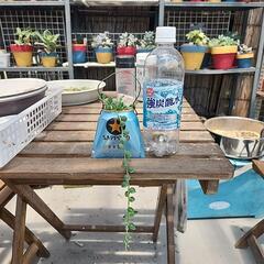多肉植物グリーンネックレス缶黒ラベルの画像