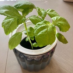 無農薬、水耕栽培、野菜