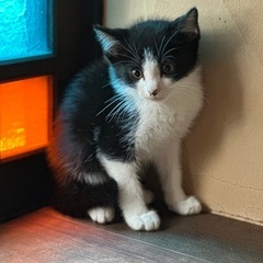 ハチワレはっちゃん男の子