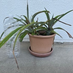 沖縄　ピーチパイン　パイナップル　植物　観葉植物　植物 　