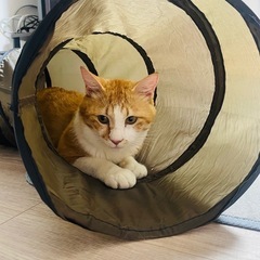 抱っこ大好き　あなたの膝に居座りニャンコ🐱