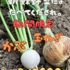 玉ねぎ・かぶ