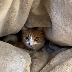 茶白メス　里親募集