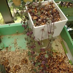 観葉植物　ハートカズラ