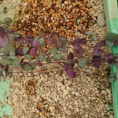 観葉植物　ハートカズラの画像