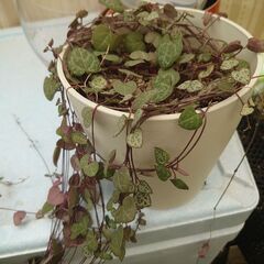 観葉植物　ハートカズラ　大