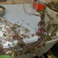 観葉植物　ハートカズラ　大の画像