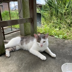 とてもかわいい6ヶ月の子猫です