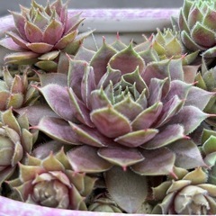 多肉植物　センペルビウム