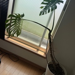 モンステラ
