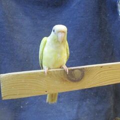 ウロコインコ　ムーンチーク