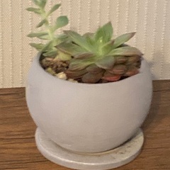 多肉植物　寄植え　エケベリア　 陶器鉢　受け皿付き　Aの画像